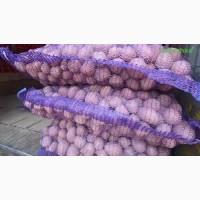 Насіннєва картопля Беллароза Закарпатська область купити, роздріб від 10 кг