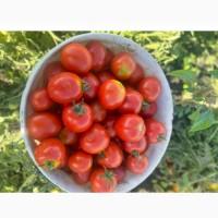 Продам помідори з поля ( можна для переробки) є доставка