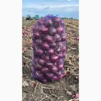 Продам червону цибулю