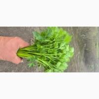 Петрушка Кріп