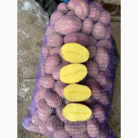 Продам картоплю