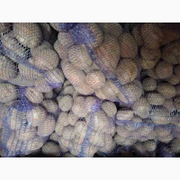 Продам картоплю