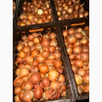 Продам цибулю