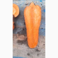 Продам моркву гуртом
