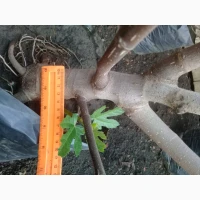 Продам саженцы инжира оптом (300саженцев)