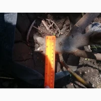 Продам саженцы инжира оптом (300саженцев)