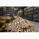Картопля продовольча опт партії від господарства Рівненська обл