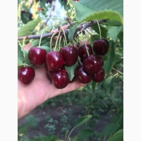 Продам черешню сорт Регіна