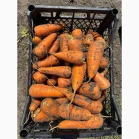 Продам морковь с песка