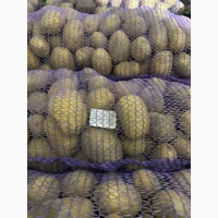 Продам картоплю власного врожаю.Коломбо (HZPC)