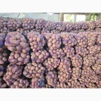 Продам картоплю