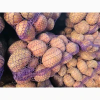 Продам картоплю
