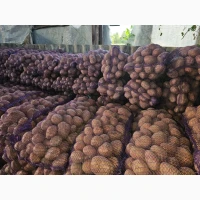 Продам картоплю