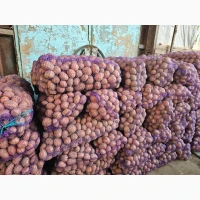 Продам картоплю