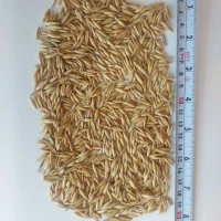 Продам овес