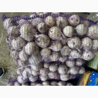 Продам білу цибулю