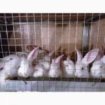 Продам кроликов породы белый великан