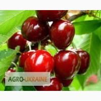 Черешня с Сада Оптом!!! От Производителя