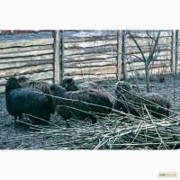 Продам овец / овцы, барана
