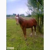 Продам коней різної породи