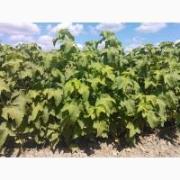 Продам лицензионные саженцы черной смородины польских сортов