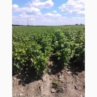 Продам лицензионные саженцы черной смородины польских сортов