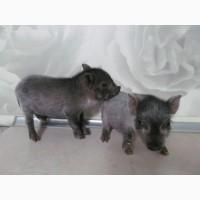 Продам поросята вьетнамские