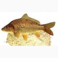 Мука костная оптом Украина, мука мясо-костная, рыбная мука