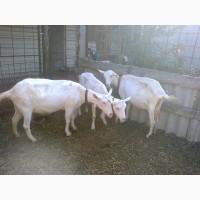 Продам коз
