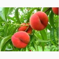 Саджанці плодових дерев