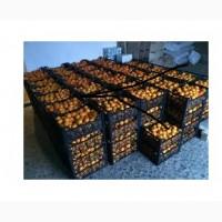 Продажа свежих мандарин оптом и в розницу