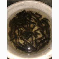 Продам Австралийского Рака (АККР)