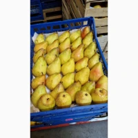 Продам грушу сорт яблунівська