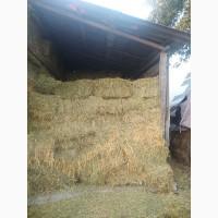 Сіно люцерни в тюках