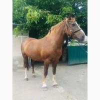 Продам кобилу