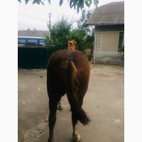 Продам кобилу