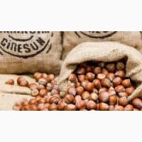 Giresun / Turkey - Hazelnut