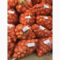 Продам лук репчатый манас Казахстан