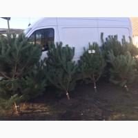 Сосна со Склада в Покровское простячка