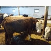 Продам бычки сементал