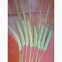 Семена раннего озимого ячменя ЛГ Казанова - 1реп. Лимагрейн (220-250 дней)