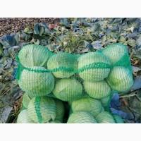 Продам велику капусту Агресор, Самовивіз