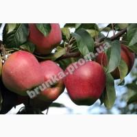 Яблуня зимова Глостер