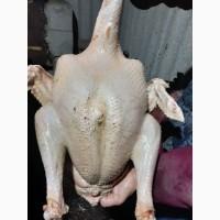 Продам тушку индюка