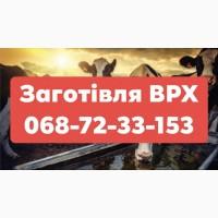 Купую ВРХ (Хмільник, Літин, Жмеринка, Бар, Шаргород, Тиврів, Шпиків)