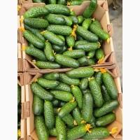 Продам огурец