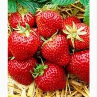 Клубника тепличная опт