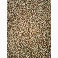 Продам крупу гречану зелену