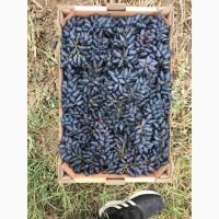 Продам виноград Сувенир