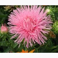 Продам семена игольчатой астры Розамунде